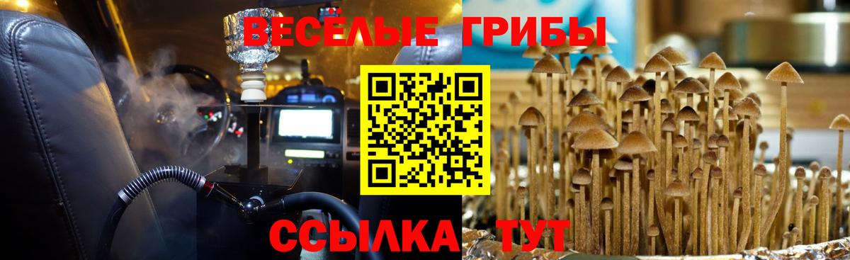Псилоцибиновые грибы Cubensis Богданович
